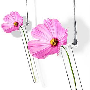 Reagenzglashalter mit Blumen