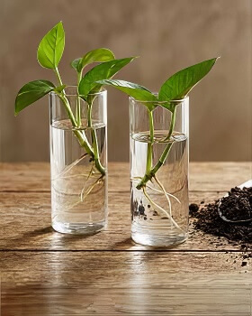 Mini Blumenvase aus Glas für kleine Blumen und Tischdeko